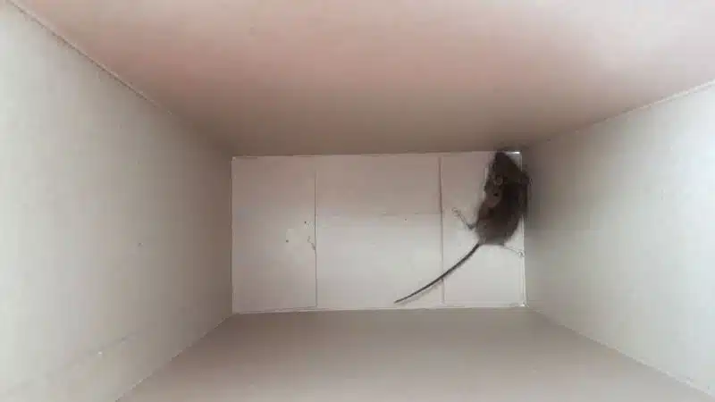 poor wee moosie