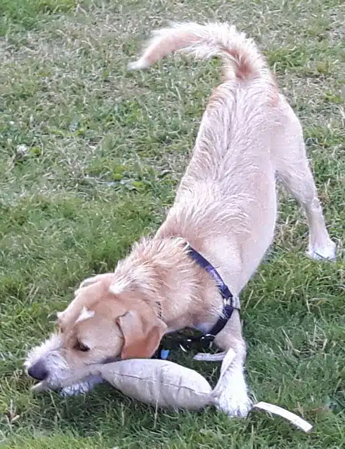 Doug and Mister Duck, 2