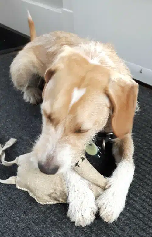 Doug and Mister Duck, soon to be ex-Mister-Duck