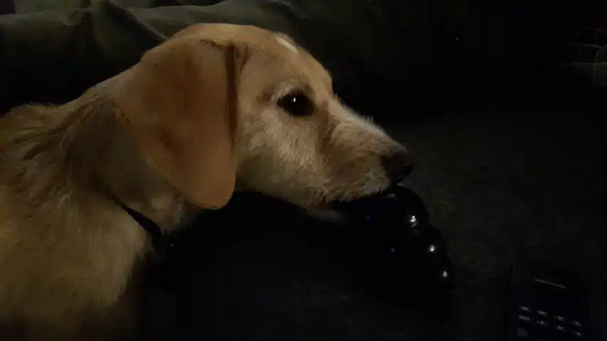 Doug and Kong