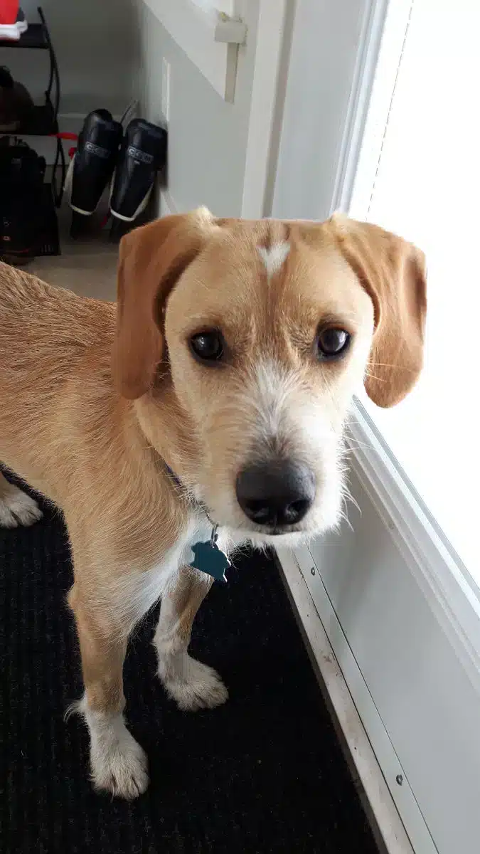 Doug the Dog