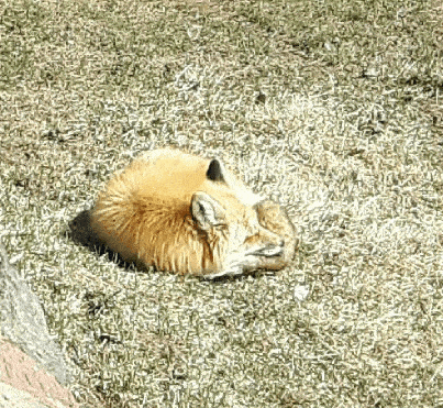 fox in our yard