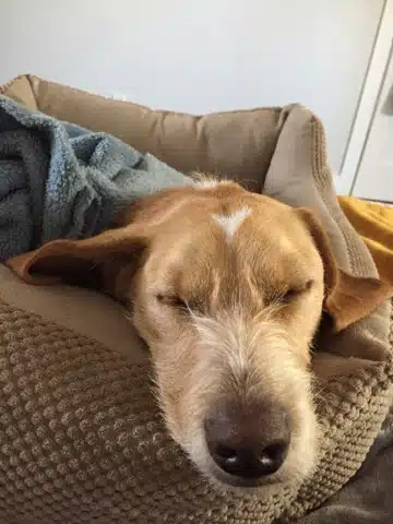 Doug’s black nose